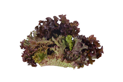 Produktfoto zu Baby leaf Salat