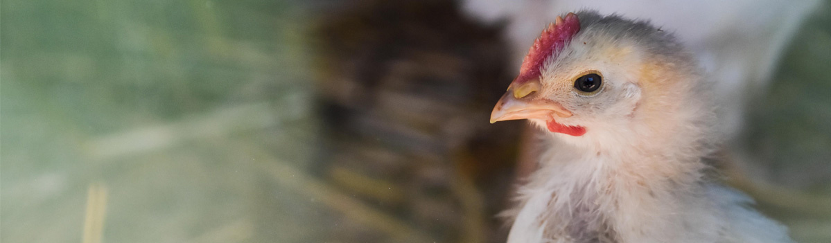 KI generiert: Ein Küken mit rotem Kamm im Vordergrund, unscharfer Hintergrund.