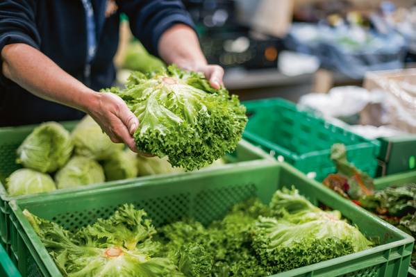 KI generiert: Ein Mensch hält frischen Kopfsalat in einem Marktstand mit grünen Kisten voller Gemüse.
