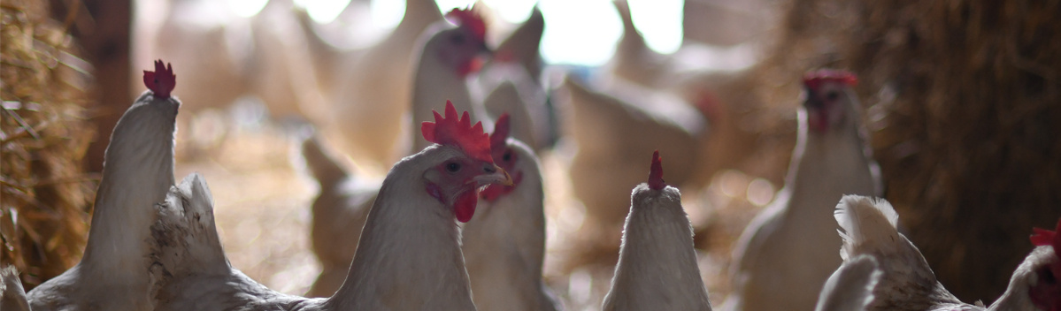 KI generiert: Hühner in einem Stall in Nahaufnahme, umgeben von Stroh.