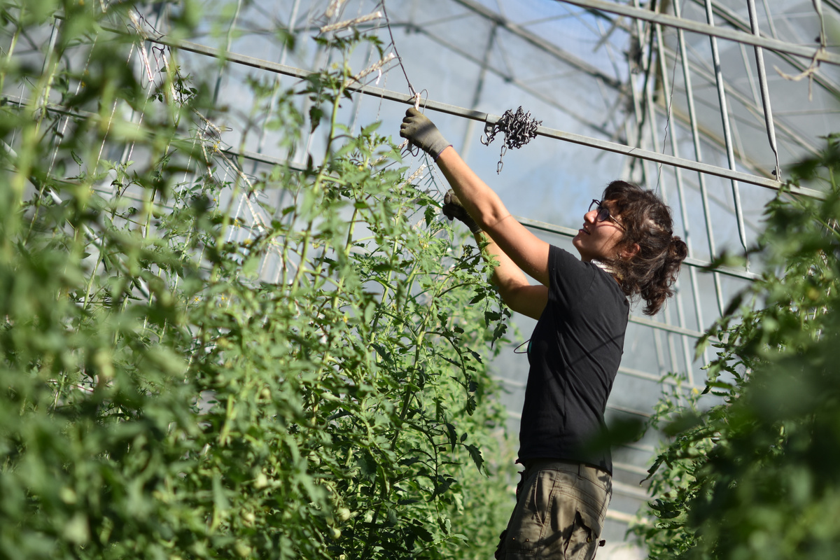 KI generiert: Eine Person arbeitet in einem Gewächshaus mit Tomatenpflanzen.