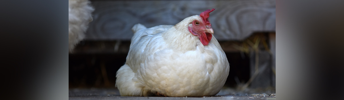 KI generiert: Ein weißes Huhn sitzt entspannt auf dem Boden.