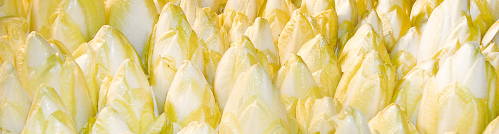 KI generiert: Zahlreiche Chicorée-Knospen dicht nebeneinander.