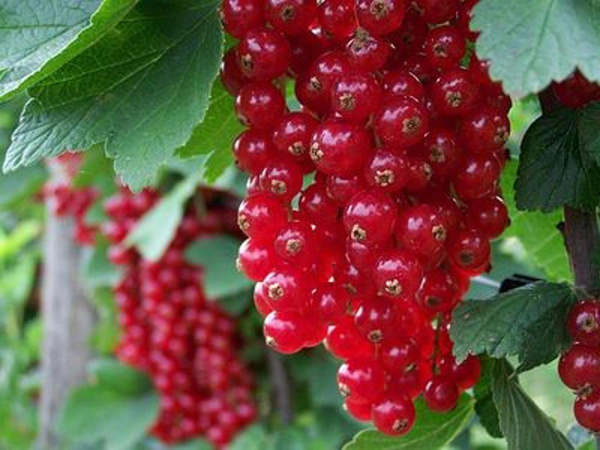 Produktfoto zu Johannisbeeren rot
