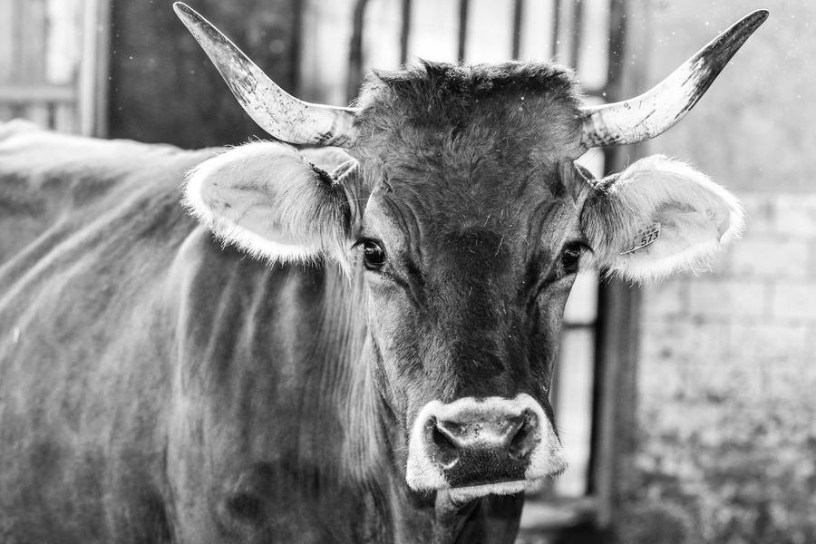 KI generiert: Ein schwarz-weißes Foto zeigt eine Kuh mit langem Horn in einem Stall.