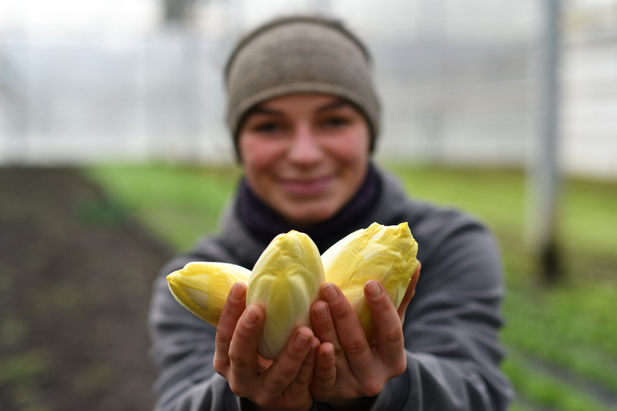 KI generiert: Person hält drei Chicorée-Köpfe in die Kamera.