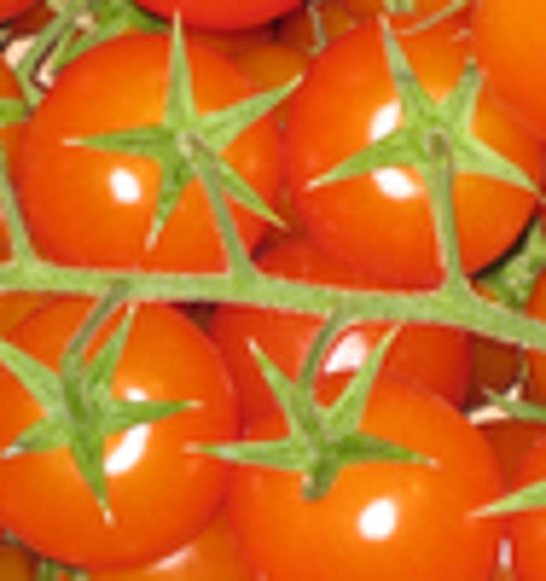 Produktfoto zu Cocktail-Strauchtomaten
