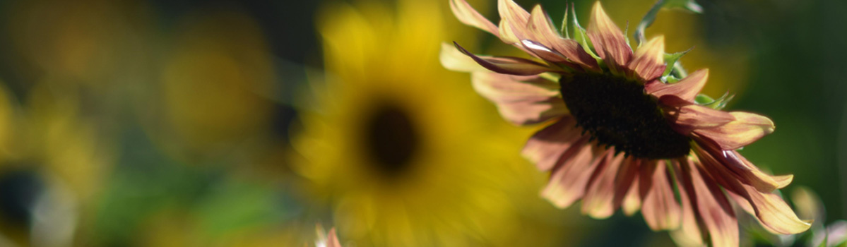 KI generiert: Nahaufnahme einer Sonnenblume mit verschwommenem Hintergrund.