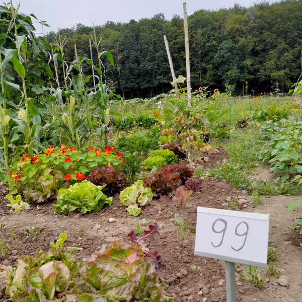 KI generiert: Ein vielfältiger Gemüsegarten mit einem Schild "99".
