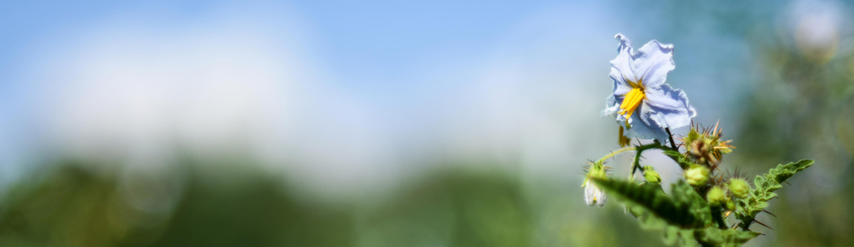 KI generiert: Weiße Blume vor blauem Himmel mit unscharfem Hintergrund.