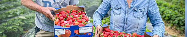 KI generiert: Zwei Personen halten Kisten mit frischen Erdbeeren auf einem Feld.