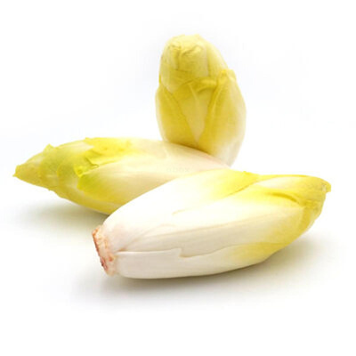 Produktfoto zu Chicorée Sorte "Macun"