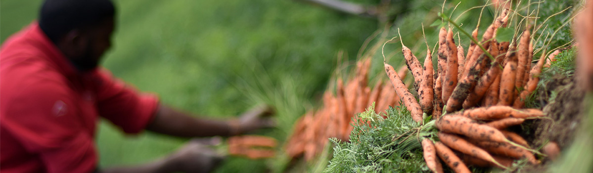 KI generiert: Ein Mann erntet frische Karotten vom Feld.