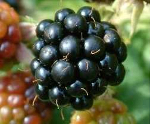 Produktfoto zu Brombeeren