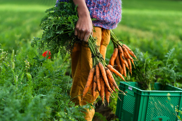 KI generiert: Person hält frische Karottenbündel in einem Feld.