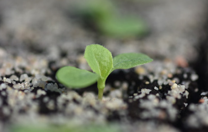 KI generiert: Ein kleines, grünes Pflänzchen sprießt aus sandiger Erde.