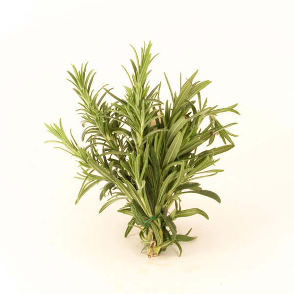 Produktfoto zu Rosmarin