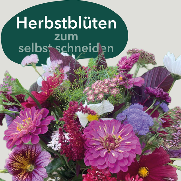 KI-generierte Beschreibung: Hauptinhalt: Herbstblüten zum Selbstschneiden. Text: "Herbstblüten zum selbstschneiden".