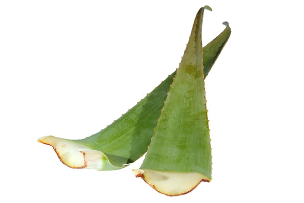 Produktfoto zu Aloe Vera Frischblatt