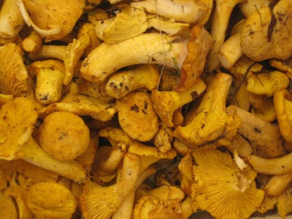 Produktfoto zu Pfifferlinge Wildsammlung