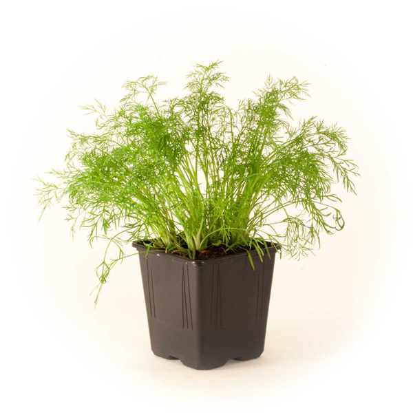 Produktfoto zu Dill im Topf