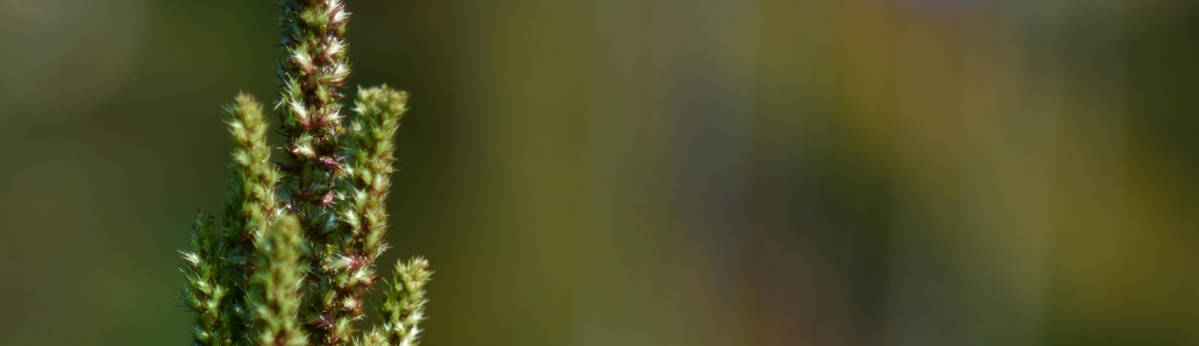 KI generiert: Ein nah aufgenommenes Pflanzengestrüpp vor unscharfem, grünem Hintergrund.