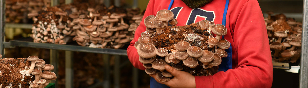 KI generiert: Ein Mensch hält einen großen Block voller Pilze in einem Gewächshaus.