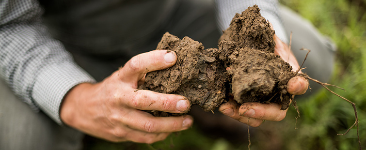 KI generiert: Hände halten Erde mit Wurzeln.