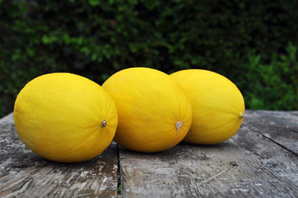 Produktfoto zu Honig Melone Canari