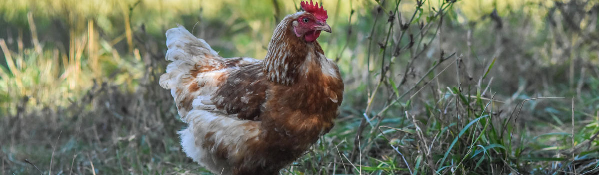 KI generiert: Ein Huhn läuft auf einer Wiese im Freien.