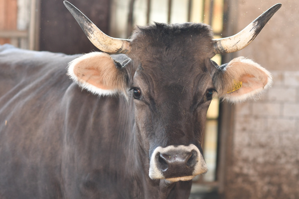 KI generiert: Eine Kuh mit Hörnern in einem Stall.