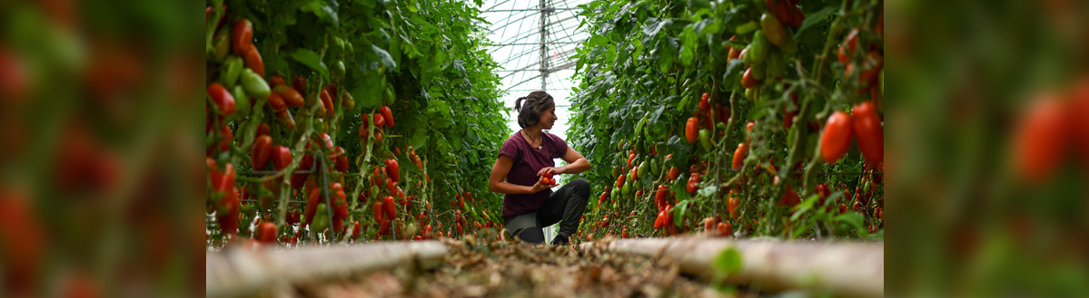 KI generiert: Eine Person pflückt Tomaten in einem Gewächshaus.