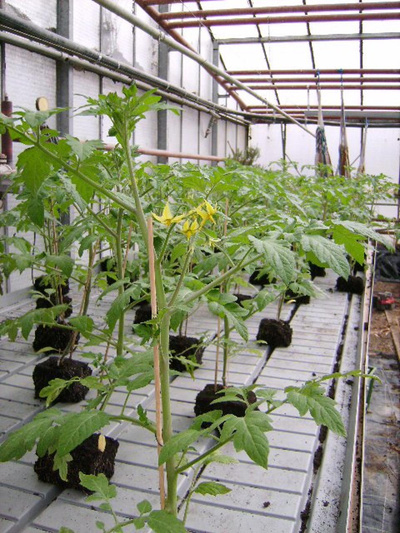 Produktfoto zu Saatenbrot glutenfrei