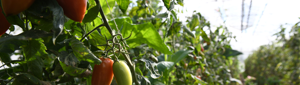 KI generiert: Tomatenpflanzen, die in einem Gewächshaus wachsen, mit grünem Laub und teils reifen Früchten.
