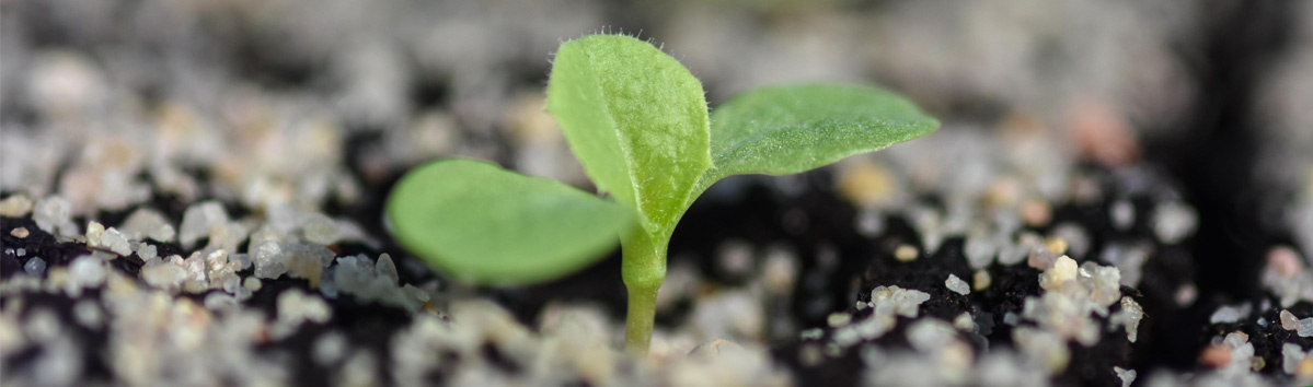 KI generiert: Ein kleines, junges Pflänzchen sprießt aus dem Boden, umgeben von Erde und Kies.