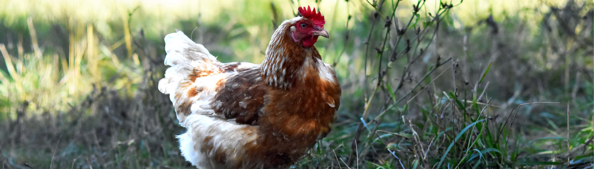KI generiert: Ein Huhn steht auf einer Wiese.