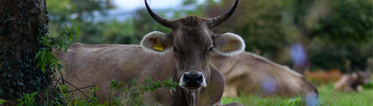 KI generiert: Eine liegende Kuh mit Hörnern auf einer grünen Wiese.