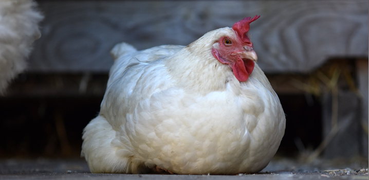 KI generiert: Ein weißes Huhn sitzt auf dem Boden, umgeben von einem verschwommenen Hintergrund.