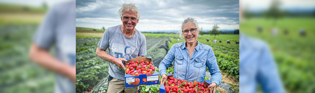 KI generiert: Zwei Personen halten Kisten mit Erdbeeren auf einem Feld.