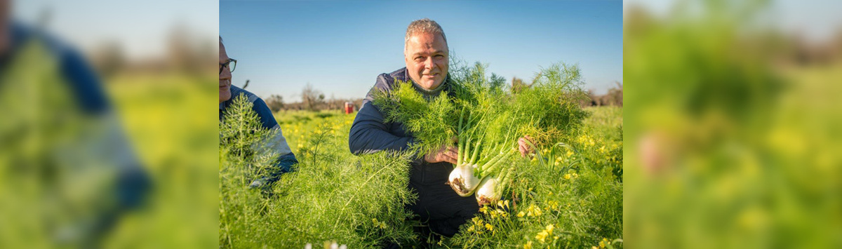KI generiert: Ein Mann hält Fenchel in einem blühenden Feld.
