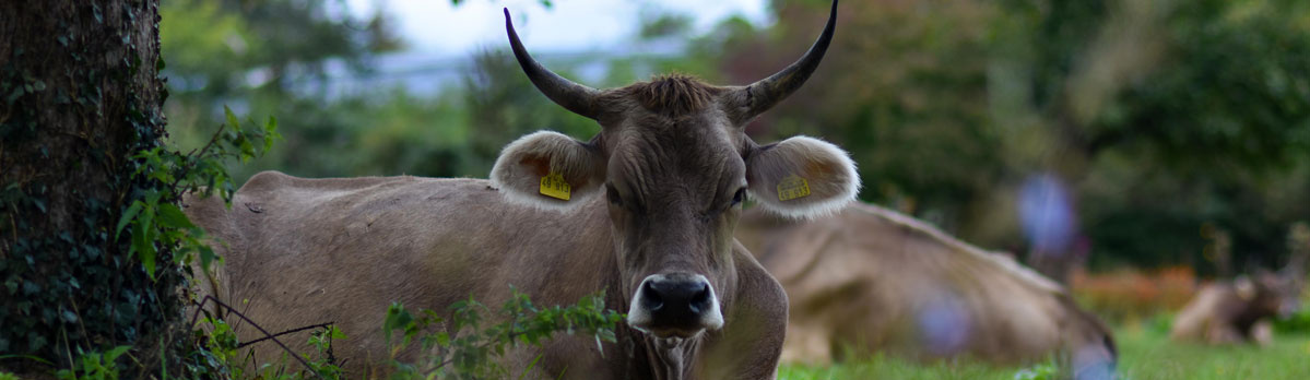 KI generiert: Eine Kuh mit Hörnern steht auf einer Wiese.