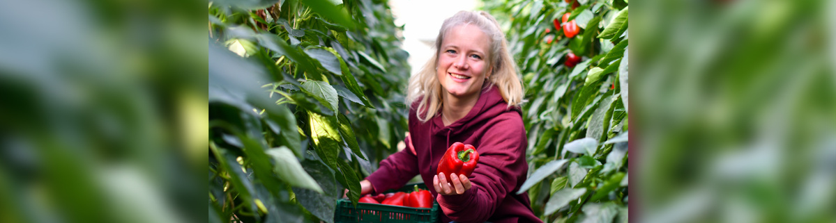 KI generiert: Eine Person hält eine rote Paprika inmitten von Pflanzenreihen.