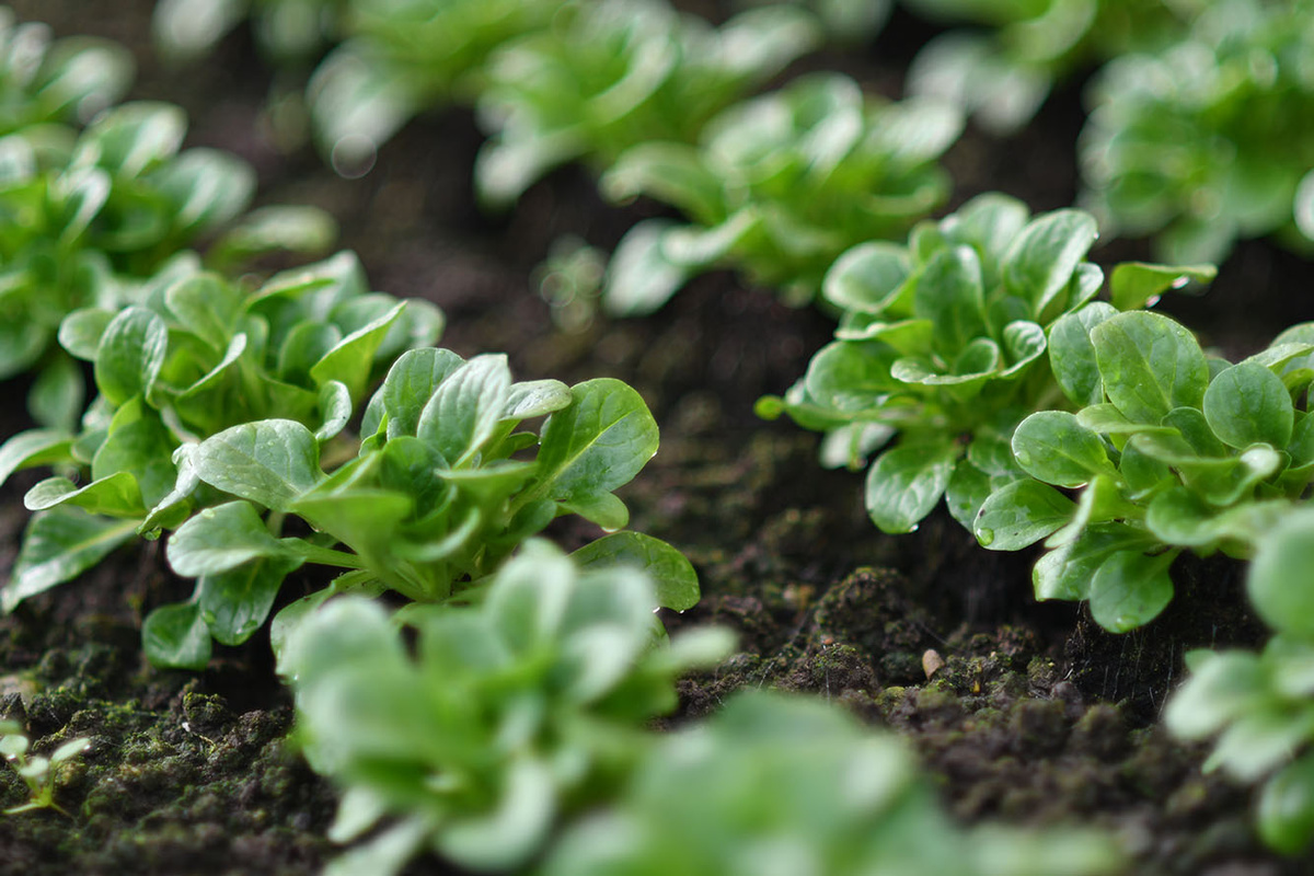 KI generiert: Nahaufnahme von grünen Salatpflanzen, die in Erde wachsen.