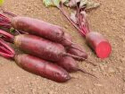 Produktfoto zu längliche Rote Bete