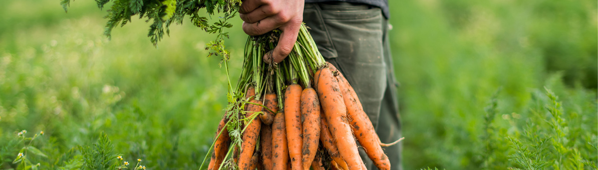 KI generiert: Eine Person hält frisch geerntete Möhren in einem grünen Feld.