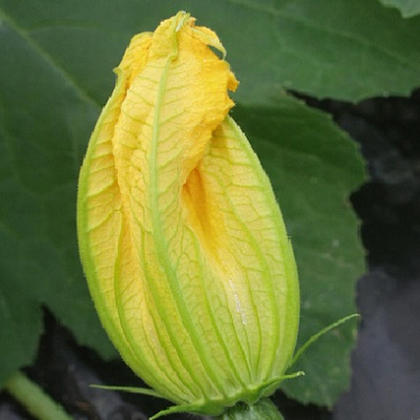 Produktfoto zu Zucchiniblüten
