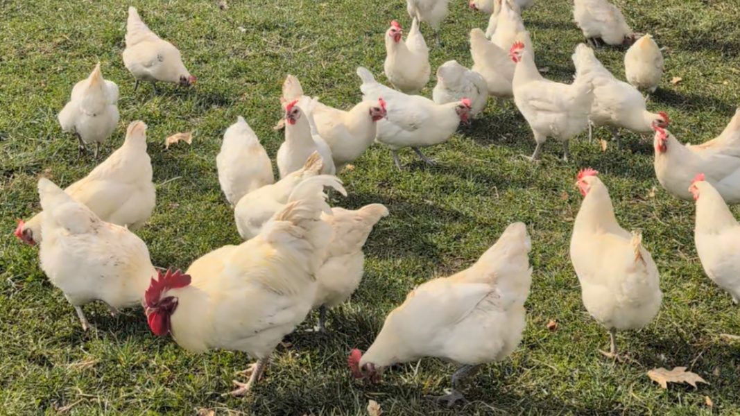 KI generiert: Hühner picken auf einer grünen Wiese.