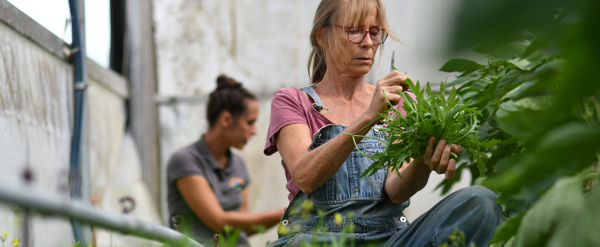 KI generiert: Zwei Personen arbeiten in einem Gewächshaus und ernten Pflanzen.