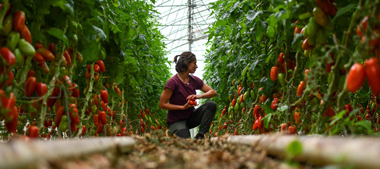 KI generiert: Person erntet Tomaten in einem Gewächshaus.