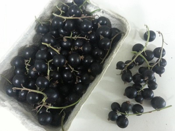 Produktfoto zu Johannisbeeren schwarz
